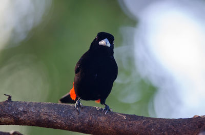 Close-up of bird perching on branch