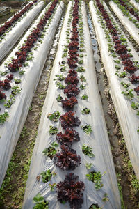 High angle view of plants on field