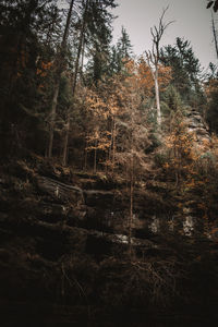 Trees growing in forest against sky