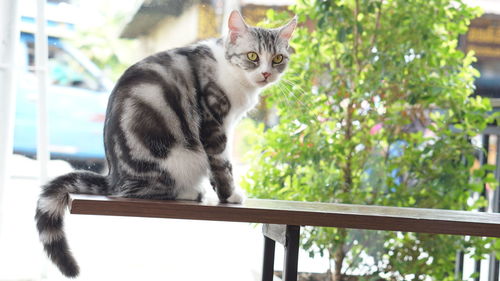 Portrait of cat sitting on table