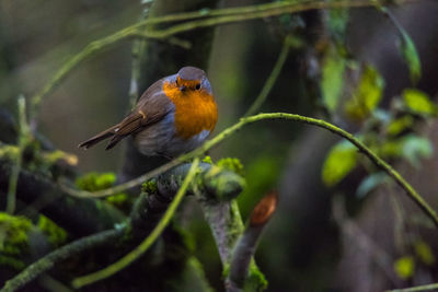 Close-up of bird perching on branch