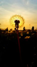 Close-up of dandelion against sky during sunset