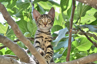 Portrait of cat in a tree