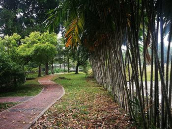 Footpath amidst trees in park