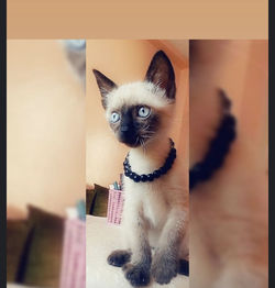 Portrait of cat looking at camera