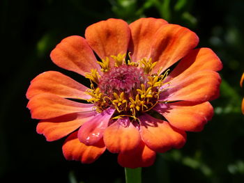 Close-up of orange flower