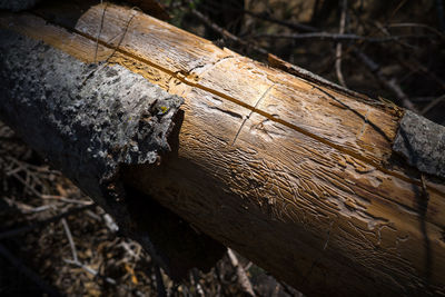 Close-up of tree trunk