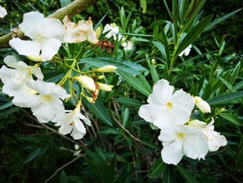 Close-up of white flowering plants