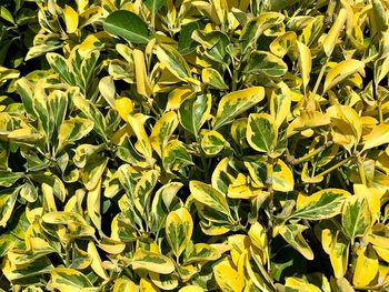 High angle view of fresh yellow leaves on field