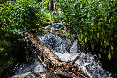 Stream flowing through rocks in forest