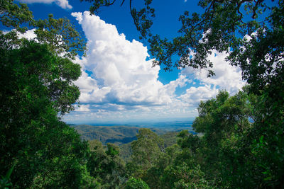 Low angle view of trees against sky