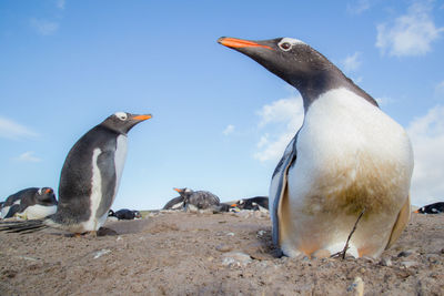 Close-up of penguin at beach against sky