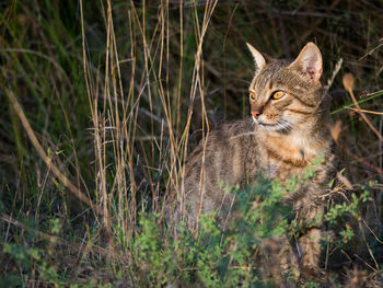 Portrait of cat in grass