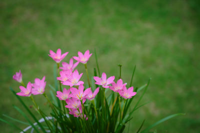 Close-up of pink flowering plants on field