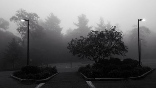 Trees by road against sky during foggy weather