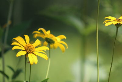 Close-up of yellow cosmos flowers blooming outdoors