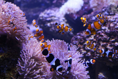 View of fish swimming in sea