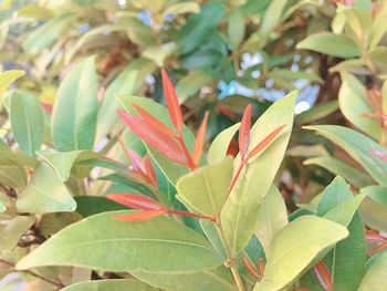 Close-up of plant