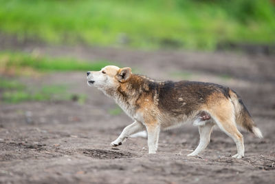 Side view of dog standing on field