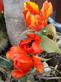 High angle view of orange flowering plant