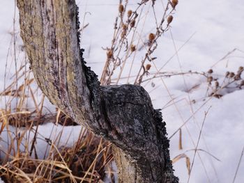 Knee shaped wooden post