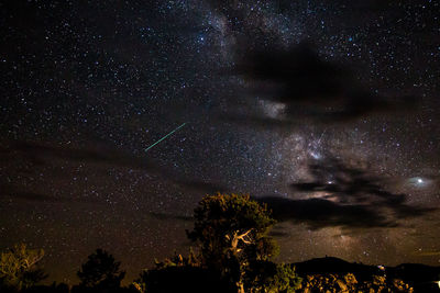 Low angle view of trees against sky at night