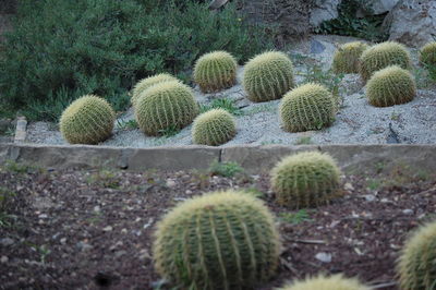 Close-up of cactus growing on field