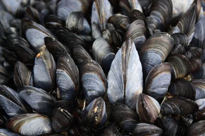 Close-up of oyster shells