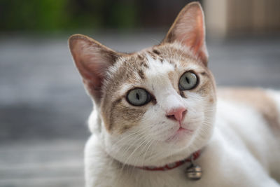 Close-up portrait of cat