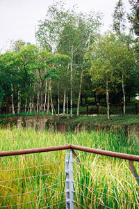 Trees on grassy field