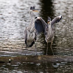 Close-up of birds in lake