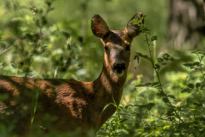 Portrait of roe deer in forest in stockholm