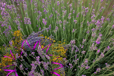 Close-up of fresh purple flowers in field