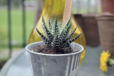 Close-up of succulent plant in pot