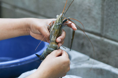Cropped hands of chef cleaning raw seafood