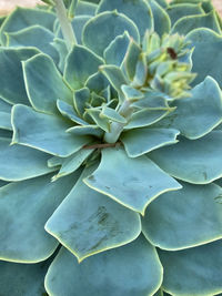 Full frame shot of succulent plant