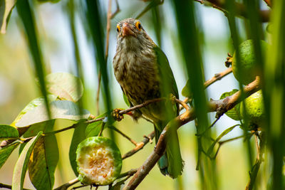 The lineated barbet is an asian barbet native to the terai,