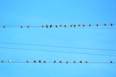 Birds perching on power lines against clear blue sky