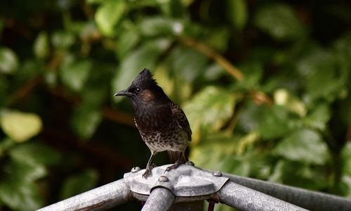 Close-up of bird perching on wood
