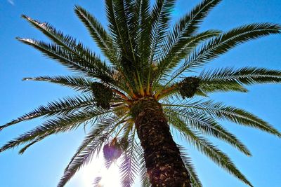 Low angle view of palm trees against blue sky