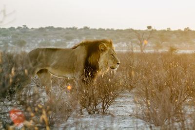 African lion