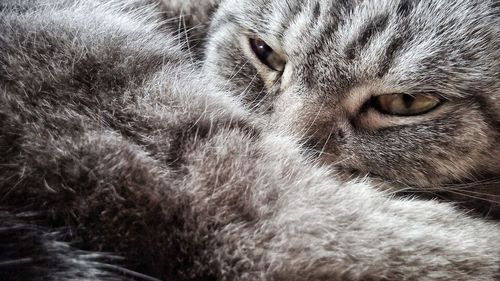 Close-up portrait of cat