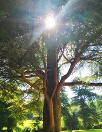 Low angle view of trees