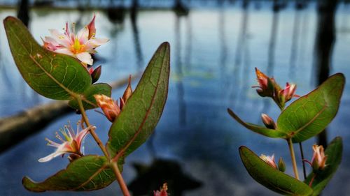 Close-up of flowers