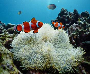 Clownfish swimming in sea