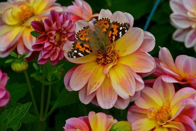 Close-up of butterfly on pink flowers