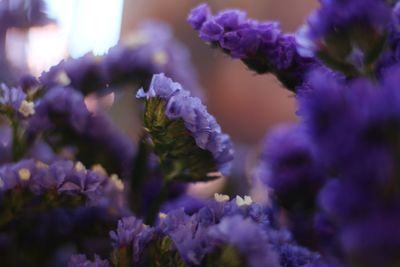 Close-up of purple flowering plants