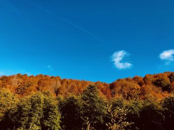 Low angle view of trees against blue sky