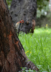 Close-up of lizard on tree trunk