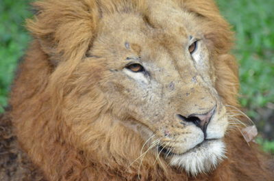 Close-up portrait of lion